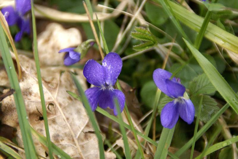 Orchideenpark Wallendorf